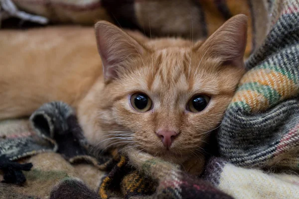 kırmızı kedi ve battaniye