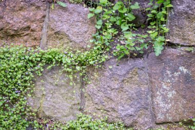 taş duvar yabani çiçekler ile büyümüş