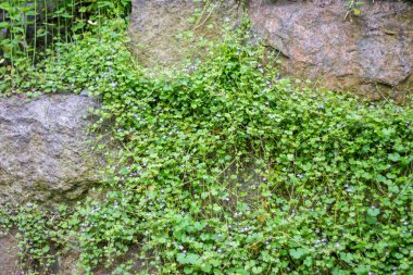taş duvar yabani çiçekler ile büyümüş