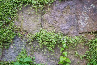 taş duvar yabani çiçekler ile büyümüş