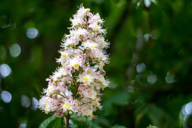 kestane çiçeği çiçek çiçek doğa