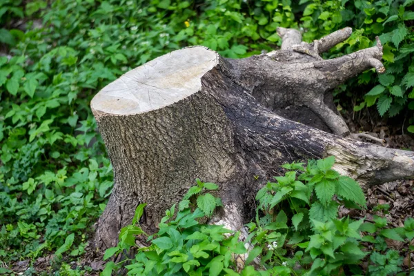 Stump Roots Lying Grass — Stock Photo, Image