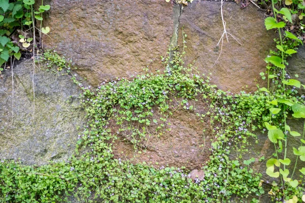 Steinmauer Mit Wildblumen Bewachsen — Stockfoto
