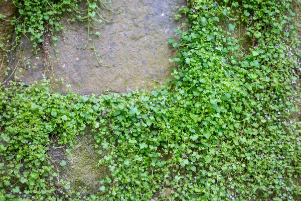 Stone Wall Overgrown Wild Flowers — Stock Photo, Image