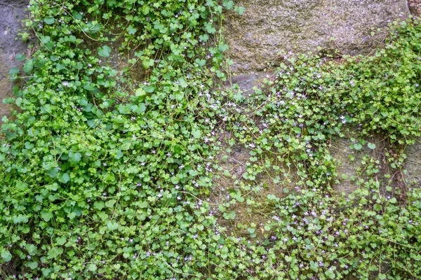 Steinmauer Mit Wildblumen Bewachsen — Stockfoto