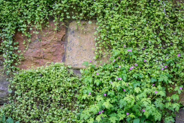 Steinmauer Mit Wildblumen Bewachsen — Stockfoto