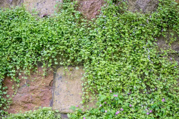 Steinmauer Mit Wildblumen Bewachsen — Stockfoto