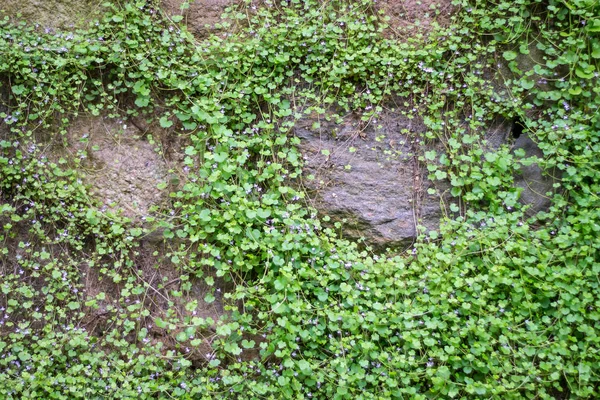 Steinmauer Mit Wildblumen Bewachsen — Stockfoto