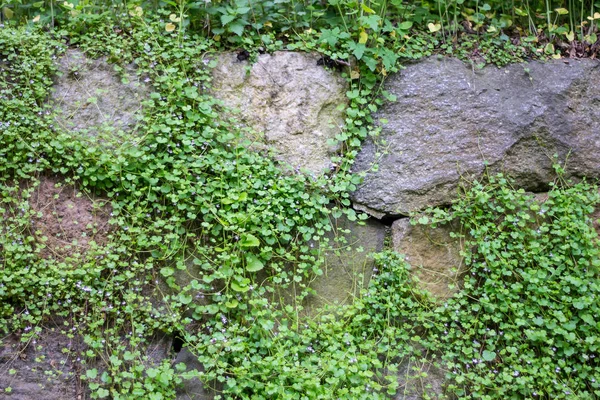 Steinmauer Mit Wildblumen Bewachsen — Stockfoto