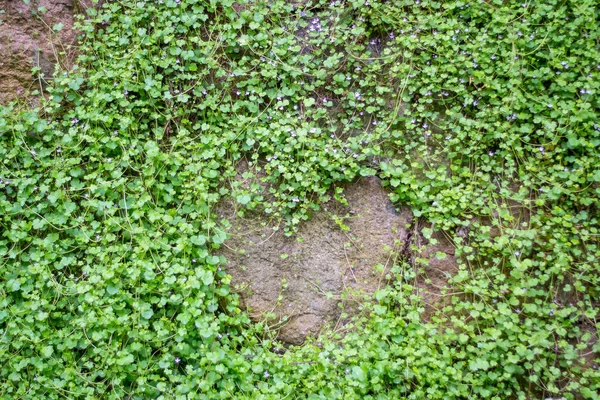 Steinmauer Mit Wildblumen Bewachsen — Stockfoto