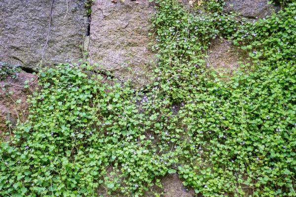 Kamenná Stěna Zarostlá Divokými Květy — Stock fotografie