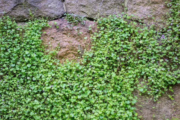 Steinmauer Mit Wildblumen Bewachsen — Stockfoto