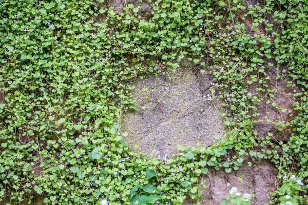 Steinmauer Mit Wildblumen Bewachsen — Stockfoto