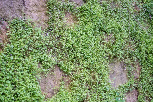 Steinmauer Mit Wildblumen Bewachsen — Stockfoto