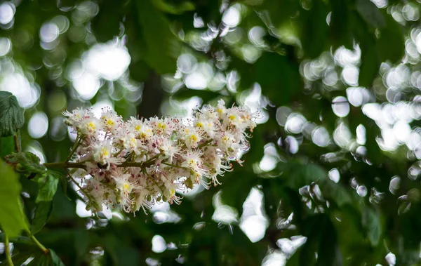 Fiore Castagno Natura Floreale — Foto Stock