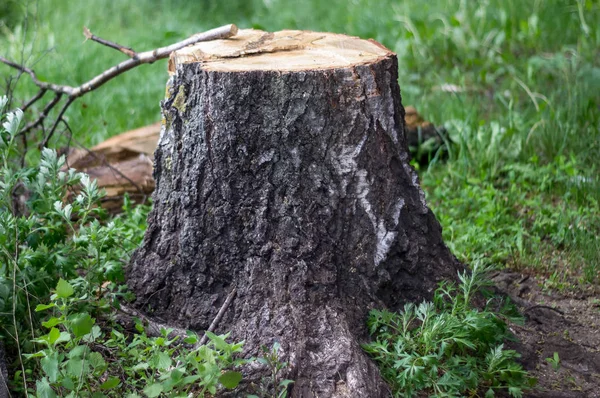 Stump Roots Lying Grass — Stock Photo, Image