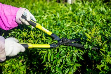 makasla çalılar kırpma