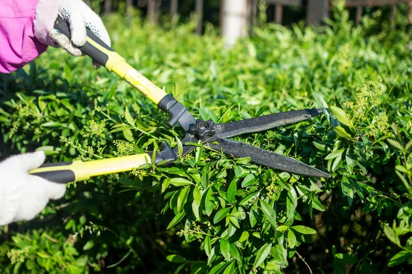 Shearing Bushes Scissors — Stock Photo, Image