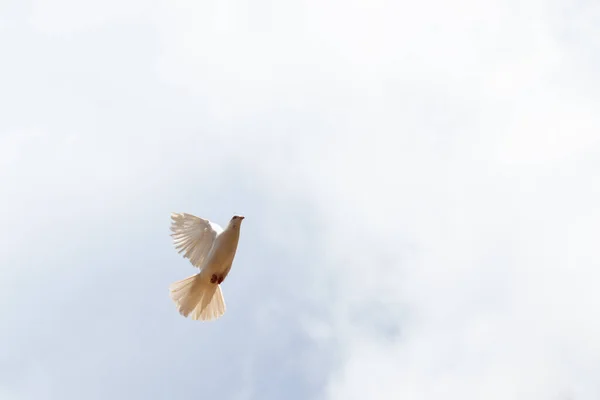 Símbolo Paz Pombo Branco Voando Céu — Fotografia de Stock