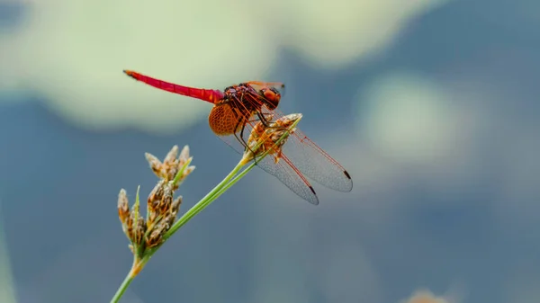 Colorato Dragon Fly Ali Riposo Avanti Macro Fotografia — Foto Stock