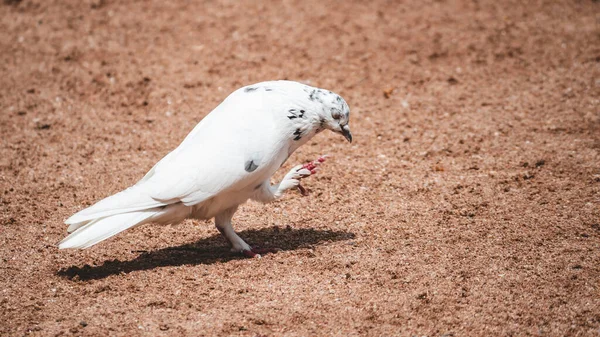 Symbol Hope Peace White Pigeon Pose Portraiture Eyes Closed Itching — Stock Photo, Image