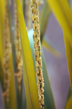 Pirinç bitkisi hasat makrosu için hazır. Yakın çekim fotoğrafı.