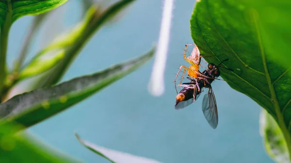 Krabbenspinne Lauert Einem Bestäuber Unter Der Makrofotografie Der Blätter Auf — Stockfoto