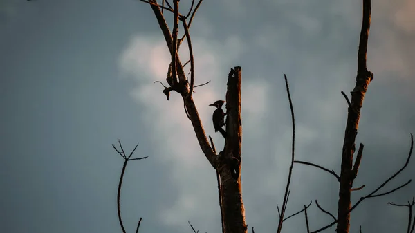 Silhouette Pic Dans Lumière Soleil Soir Frappe Hautes Branches Arbres — Photo