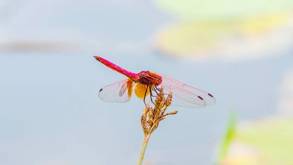 Colorido Dragón Volar Desde Detrás Macro Fotografía —  Fotos de Stock