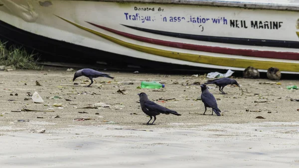Poluição Praia Weligama Praia Com Craws Comer Lixo Coisas Fora — Fotografia de Stock