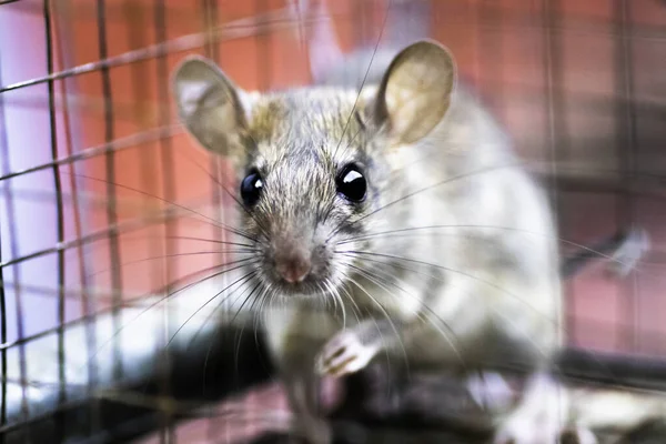 Szczur Uwięziony Klatce Szczury Wyglądający Niewinnie — Zdjęcie stockowe