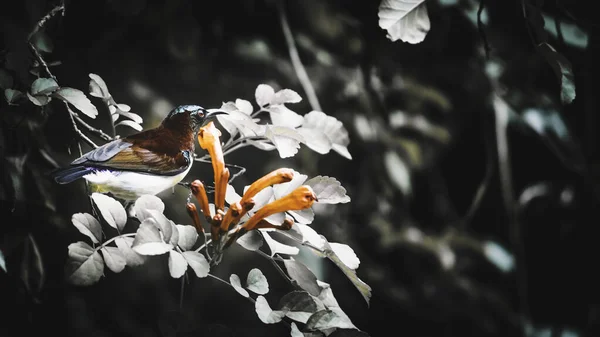Roxo Rumped Sunbird Com Flores Close Fotografia — Fotografia de Stock