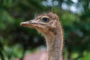 Devekuşu Gözü Ayrıntılı Fotoğrafı Kapat