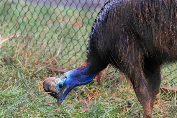 Cassowary Peck Trávě Pro Jídlo — Stock fotografie