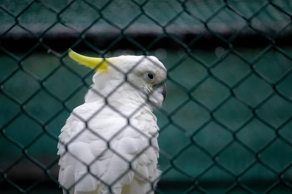 Síra Chocholatý Cockatoo Pozorné Oči Detailní — Stock fotografie