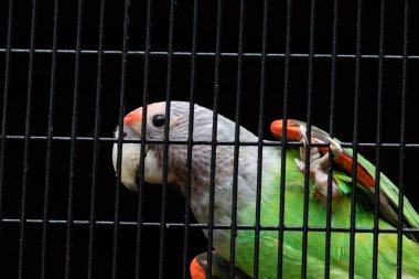 Senegal papağanı gümüş boyunlu. Kafes ağında asılı meraklı görünüyor.