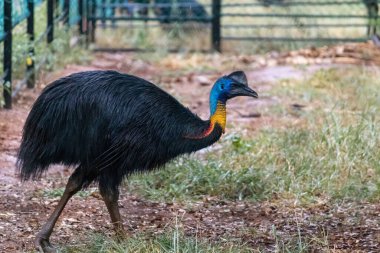 Kilitli bir uzay görüşü olan kapalı renkli Cassowary kuşu