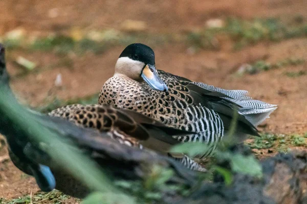 Kuş parkındaki gümüş Teal Ducks, Hambantota, Sri Lanka