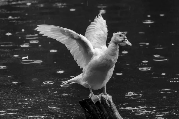 Zeigt Seine Flügelspannweite Weiße Ente Auf Holzstange Grünes Wasser Schwarz — Stockfoto