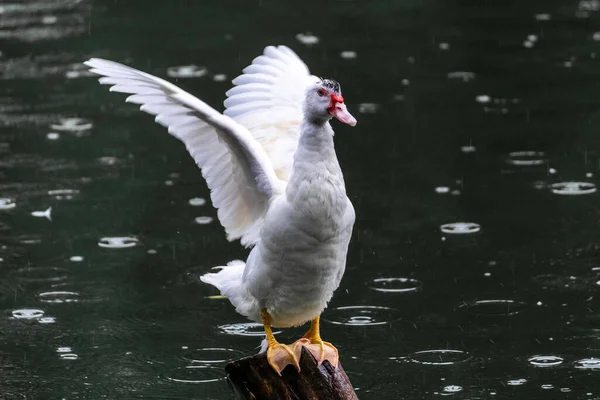 Vit Anka Redo Att Flyga Trästolpe Grönt Vatten — Stockfoto