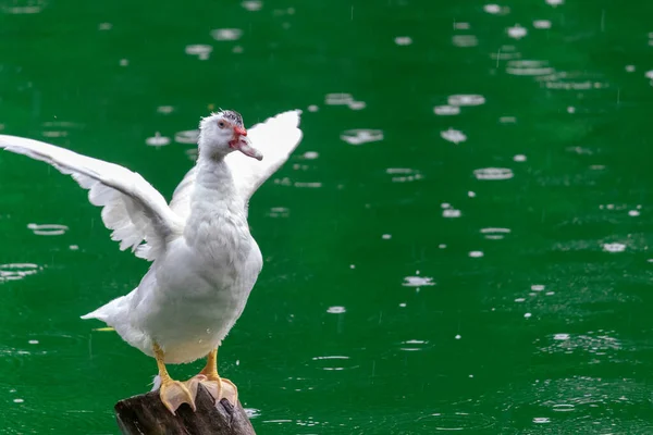 Vit Anka Flaxande Vingar Trästolpe Grönt Vatten — Stockfoto