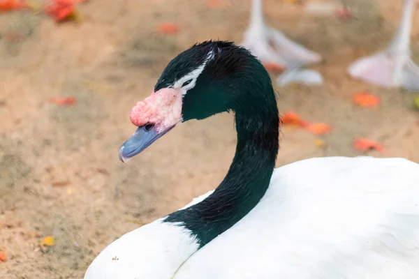 Svart Necked Swan Sömnig Läge Närbild — Stockfoto