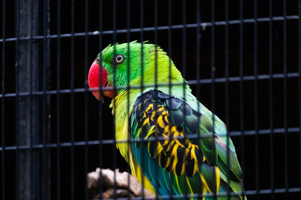 Great Billed Parrot Furious Looking Eyes Closeup — Stock Photo, Image