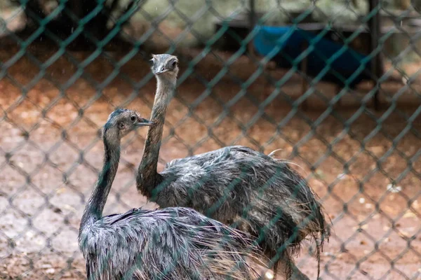 Ostrich bird Couple behind the nets watching out keep necks up