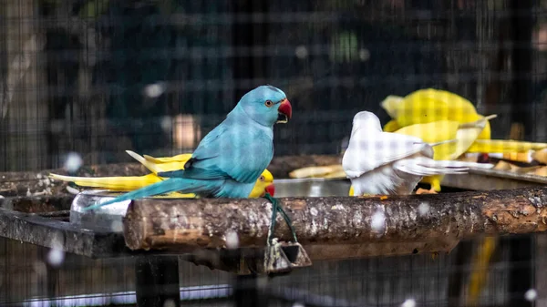 Ring Neck Parrots Eating Together — Stock Photo, Image