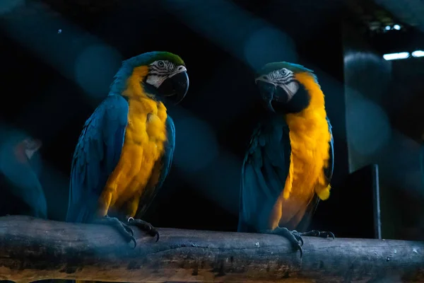 Blu Gola Macaw Coppia Guardando Ogni Altro Buio Uccello Gabbia — Foto Stock