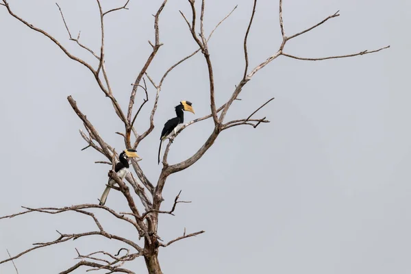 Uccelli Grandi Hornbill Che Riposano Sull Albero Morto — Foto Stock