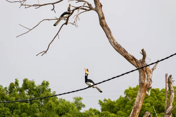 Grande Uccello Hornbill Cavo Che Sta Saltare — Foto Stock