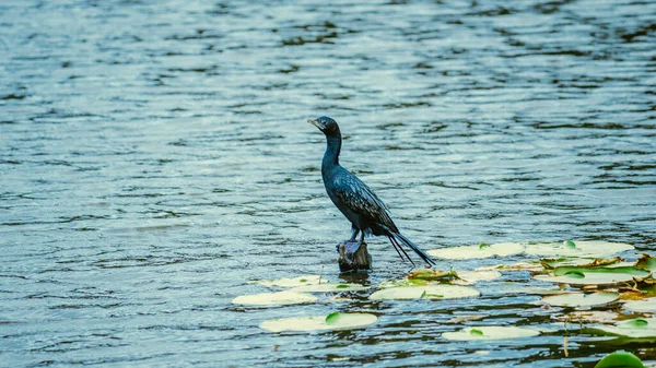 Little Cormorant Bird Resting Keep Eye Out Wooden Pole Hiyare — Stock Photo, Image