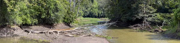 Secando Margem Rio Árvores Mortas Paisagem Cênica Caída Buduruwagala — Fotografia de Stock